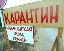 Африканська чума охопила дві області