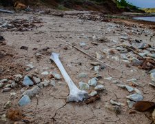 На Черкащині нелюди викинули на звалище поховання 18-го століття: фото останків просто вражають