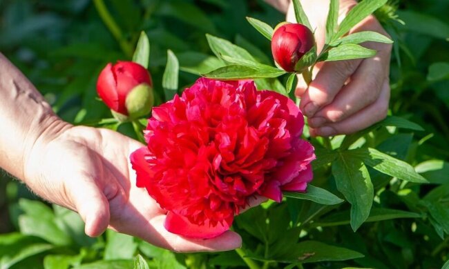 Пышные пионы в саду