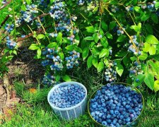 Ціни на "золоту" лохину впали більше, ніж втричі: названо причини