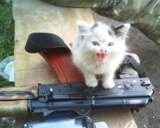 Чотирилапі друзі бійців стали кращими "психологами" в АТО