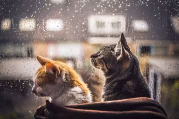 Дощ і котики, Пикабу