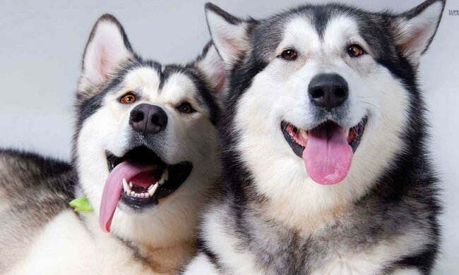 Найкращі меми на 12 вересня: потворний iPhone 11 та розчарований паровозик Том