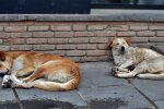 Смерть в сосисці: у Дніпрі догхантери розкидають отруєну їжу