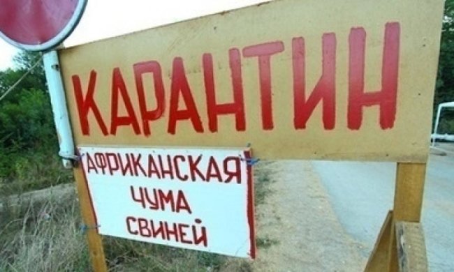 Африканська чума дійшла до Буковини
