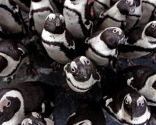 Очковые пингвины удивили организованной охотой: видео