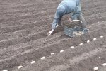 Посадка картоплі. Фото: скриншот Youtybe