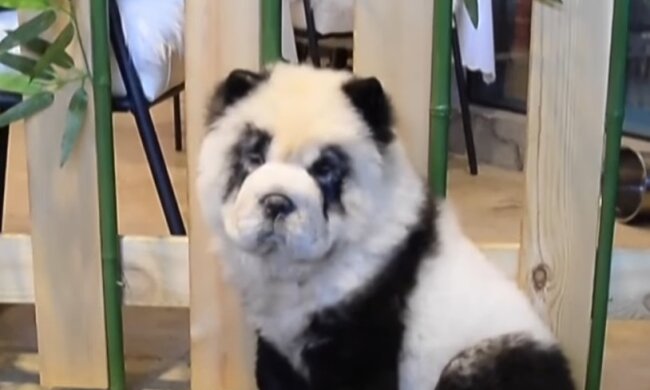 Собаки-панды, скриншот: Youtube