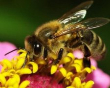 Укус пчелы может оказаться смертельным