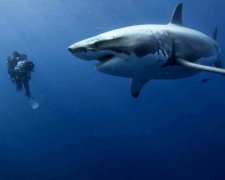 Акула проковтнула GoPro, а та продовжувала знімати: що вийшло