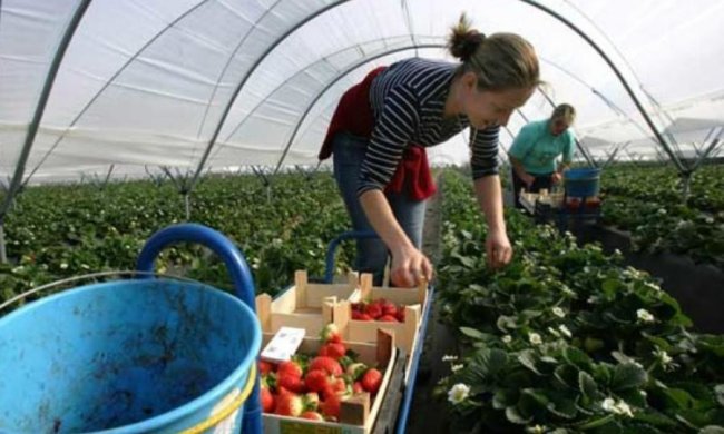 Українські робітники зацікавили європейську країну