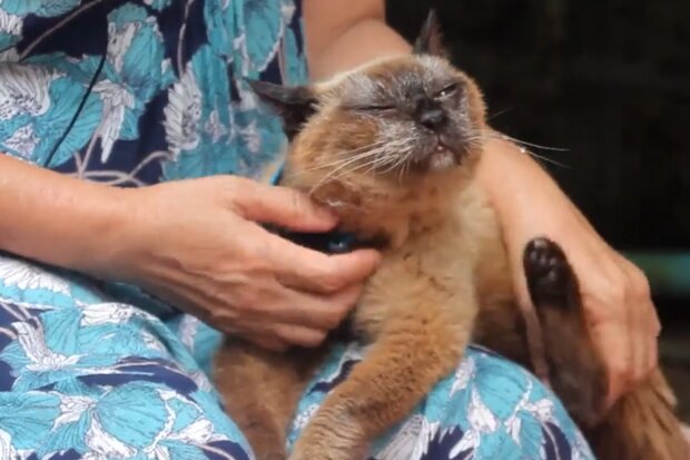 Найстаріша кішка, кадр з відео