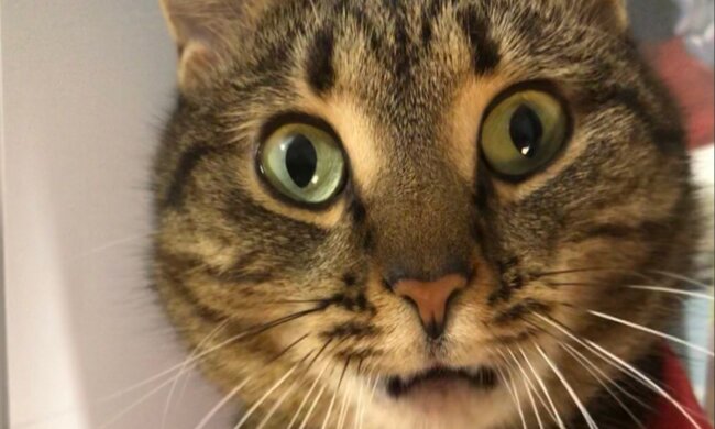 здивована кішка \ фото Знай.UA