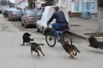 Селян під Львовом тероризує зграя скажених тварюк, полюють на дітей: перші жертви не навчили