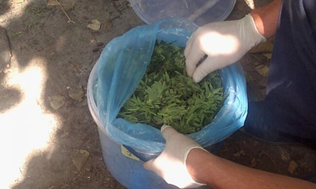 На Ровенщине правоохранители изъяли 10 килограмм марихуаны (фото)