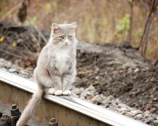 Оце рівень: міністр зупинив поїзди через кота