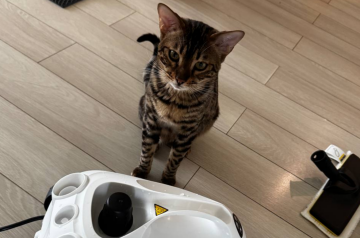 Котик, фото: Знай.ua