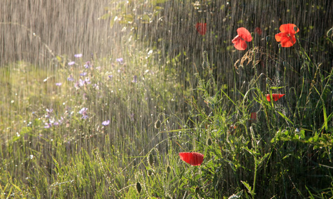 Погода на 1 червня: вихідні запоморочать голови українцям