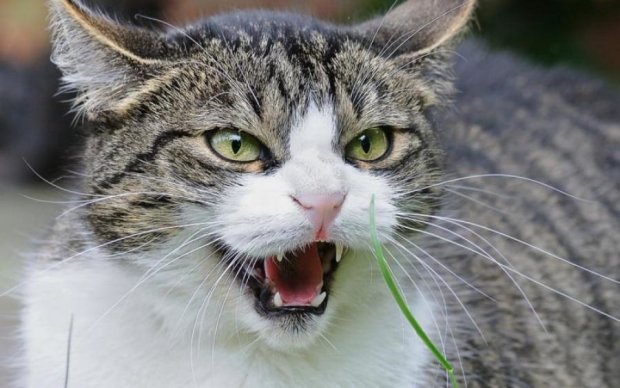 Страшный русский: уличный кот устроил международный скандал 
