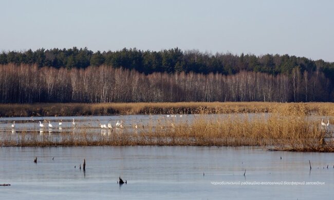 Лебеди в Чернобыле, фото: Facebook/ zapovidnyk2018