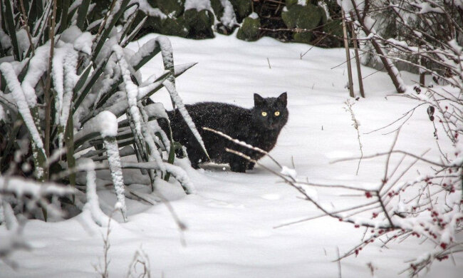 зима, фото: ua.depositphotos.com