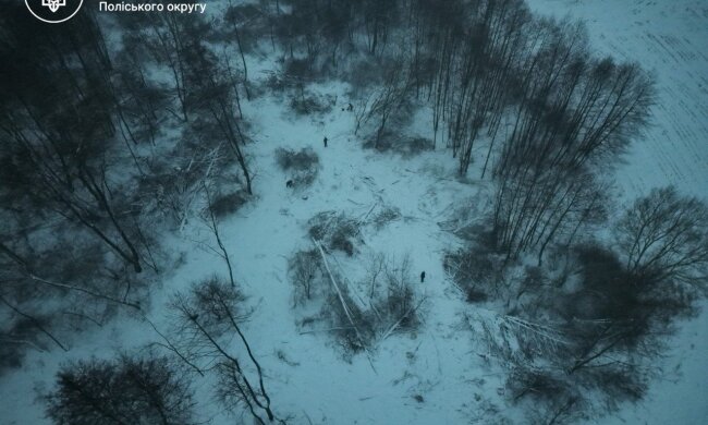 незаконная вырубка леса