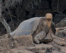 Абінгдонска слоновая черепаха, фото: pikabu