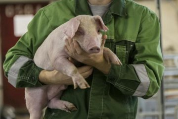 Хобот слона на лбу: поросенок-мутант с человеческим лицом вогнал в дрожь полмира