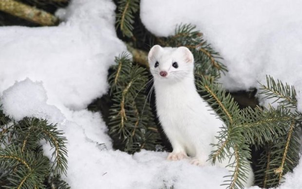 Звіряча думка: як сприйняли снігопад жителі київського зоопарку