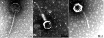 Изображение открытого бактериофага, Frontiersin