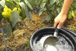 Добриво для перцю, скріншот: YouTube
