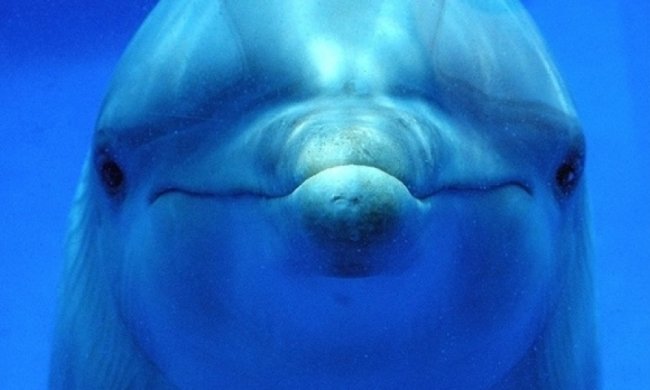 Проворний дельфін-грабіжник здивував Facebook (ВІДЕО)