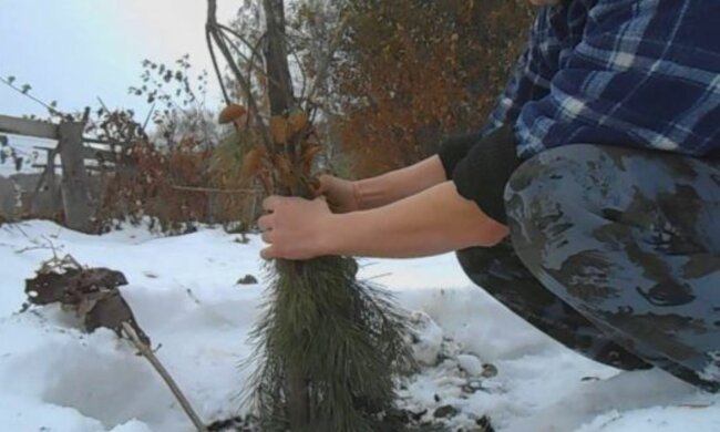 Корни плодовых деревьев, скриншот: YouTube