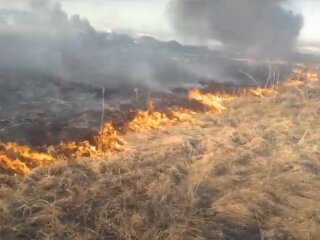 Горить сухостій, скріншот з відео