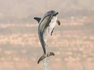 Дельфін, автор фото: Delaney Trowbridge