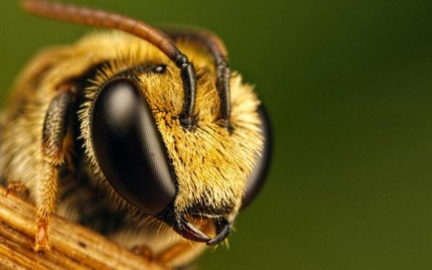 Крошечное насекомое убило украинца