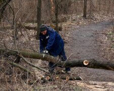 Дерево упало на контактную сеть трамвая в Киеве
