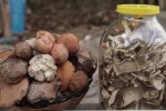 Прикарпатцы набивают деньгами корзинки в лесу: "Это радость"