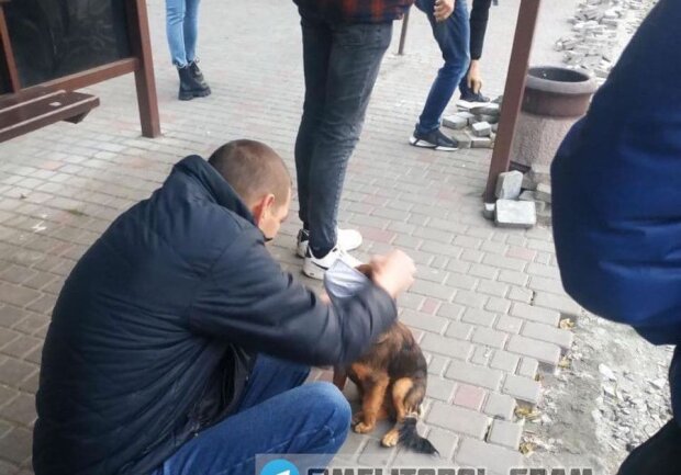 У Мелітополі п'яний чоловік захищав собаку від злощасного вірусу: соціальні мережі