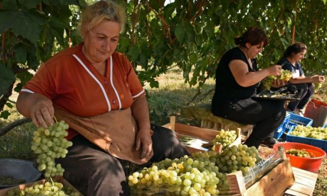 Прихована загроза: кому не можна їсти виноград