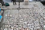 браконьеры нанесли ущерб на 6,5 миллиона гривен