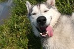 Смішні, безглузді і кумедні: на цих фото все, за що ми так любимо чотириногих