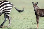 Фото: facebook.com/thewildestafrica