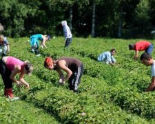 Українські заробітчани встановили новий рекорд у Європі
