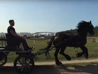 кінна підвода, скріншот з відео