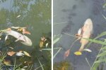 Мертва риба у пересохлій водоймі на Криворіжжі