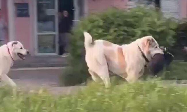 Инцидент с алабаями из Дрогобыча, скриншот: Telegram