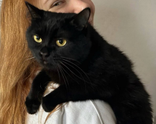 Котик, фото: Знай.ua