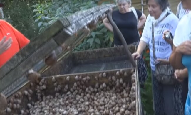 ферма равликів, скріншот з відео
