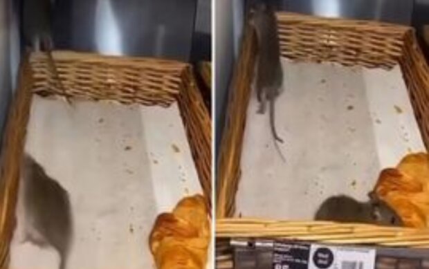 В прошлом году в ресторане Sainsbury’s было снято, как крысы ползают по свежим круассанам